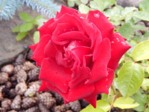 DSCN2485.JPG