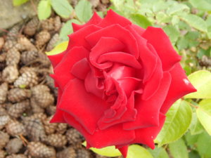 DSCN2687.JPG