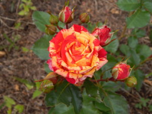 DSCN2727.JPG