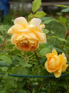 DSCN2609.JPG
