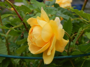 DSCN2611.JPG