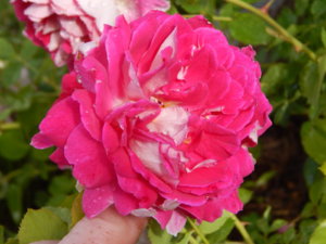 DSCN2429.JPG
