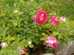 DSCN2602.JPG