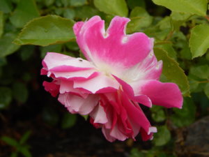 DSCN2604.JPG