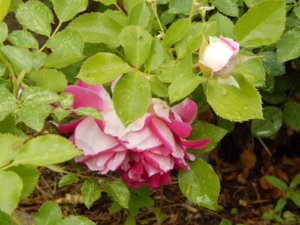 DSCN2605.JPG