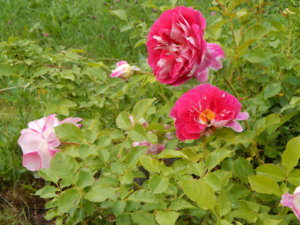 DSCN2607.JPG