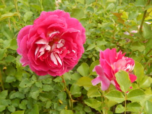 DSCN2745.JPG