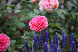 IMG_9146.JPG