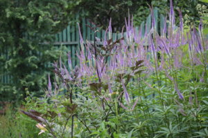 IMG_9136.JPG