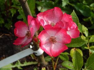 DSCN2431.JPG