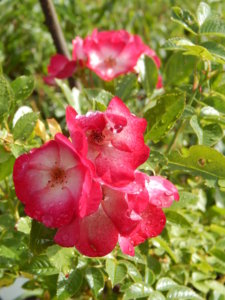DSCN2432.JPG