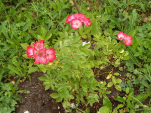 DSCN2795.JPG