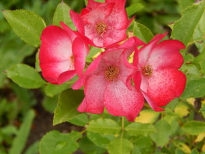 DSCN2796.JPG