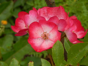 DSCN2797.JPG