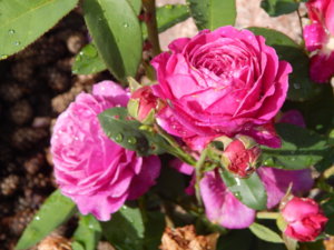 DSCN2433.JPG