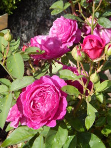 DSCN2434.JPG