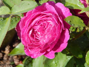DSCN2435.JPG