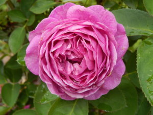 DSCN2614.JPG