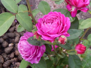 DSCN2616.JPG