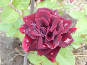DSCN2463.JPG