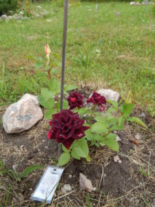 DSCN2464.JPG