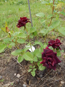 DSCN2465.JPG