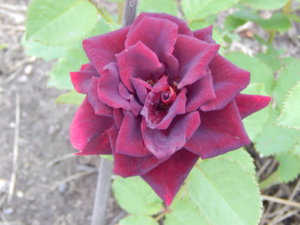 DSCN2807.JPG