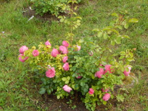 DSCN2490.JPG