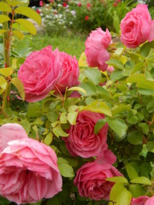 DSCN2832.JPG