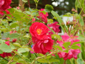 DSCN2474.JPG