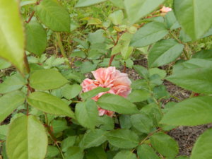 DSCN2688.JPG