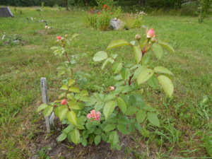 DSCN2689.JPG