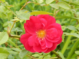 DSCN2836.JPG