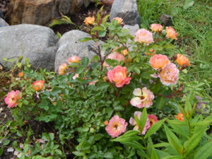 DSCN2481.JPG