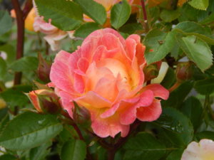 DSCN2482.JPG