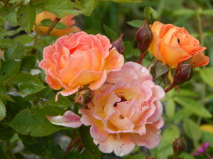 DSCN2483.JPG