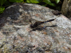 DSCN2439.JPG