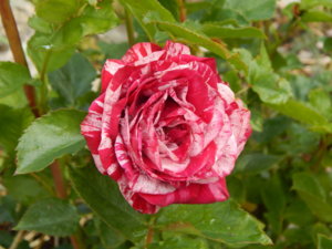 DSCN2639.JPG