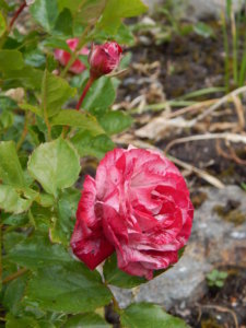 DSCN2640.JPG