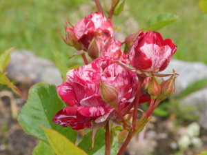 DSCN2641.JPG