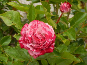 DSCN2841.JPG