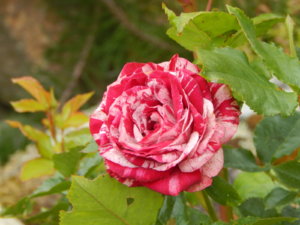 DSCN2842.JPG