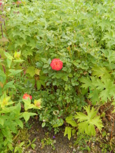 DSCN2780.JPG