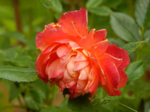 DSCN2781.JPG