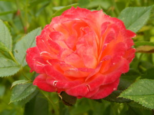 DSCN2782.JPG