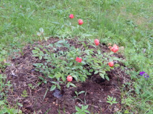 DSCN2859.JPG