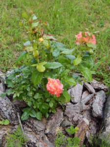 DSCN2626.JPG