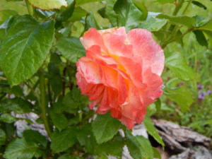DSCN2627.JPG