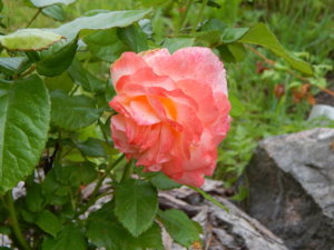 DSCN2863.JPG