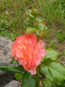 DSCN2864.JPG